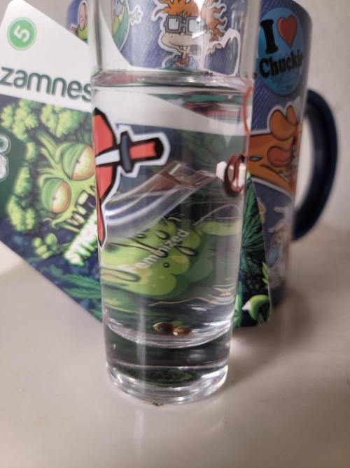 Stickky Brokkoli. Week 0