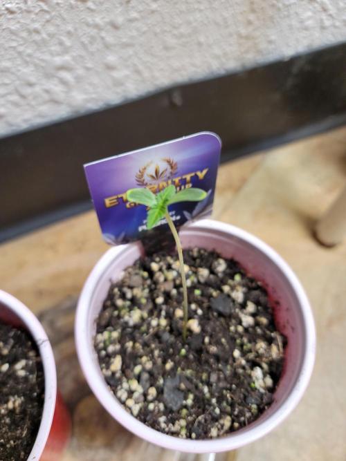 Stickky Brokkoli. Week 1