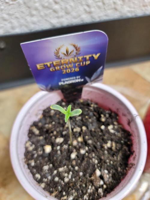 Stickky Brokkoli. Week 1