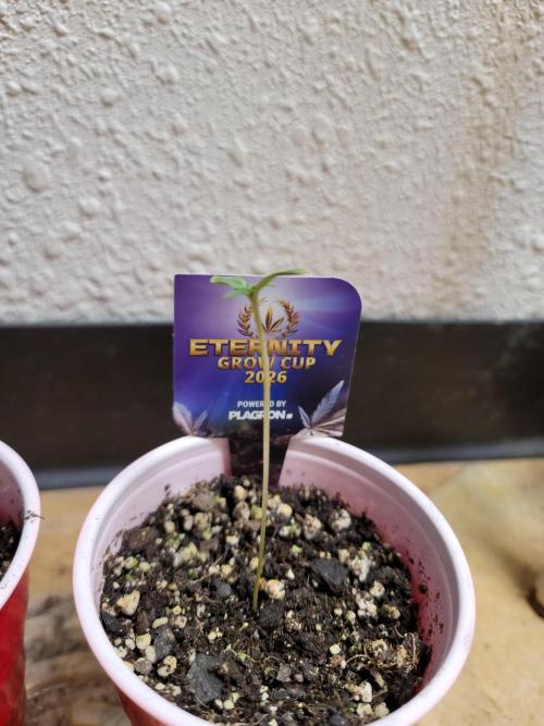 Stickky Brokkoli. Week 1