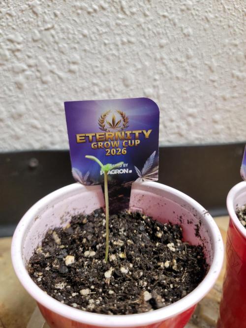 Stickky Brokkoli. Week 1