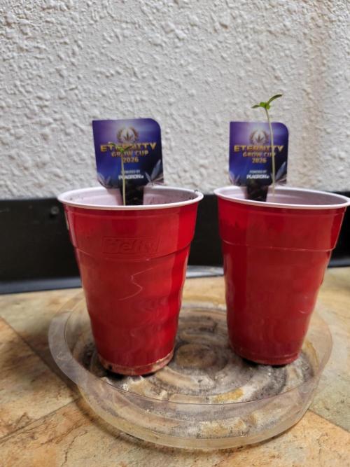 Stickky Brokkoli. Week 1