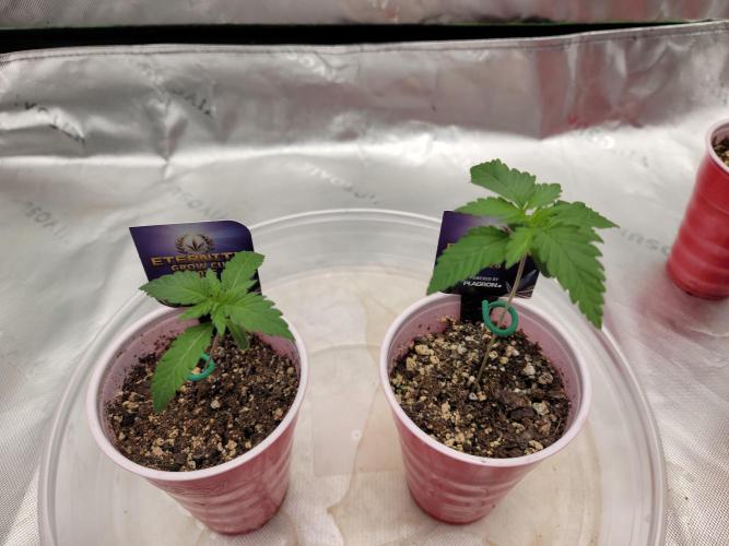 Stickky Brokkoli. Week 2 - Side by side