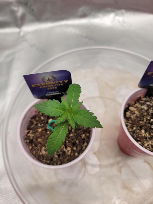 Stickky Brokkoli. Week 2 - Slightly smaller but still doing good