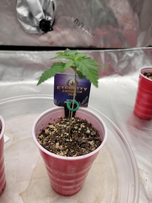 Stickky Brokkoli. Week 2 - Shes tall but needs to get rooted more. I wanna have good roots before repotting