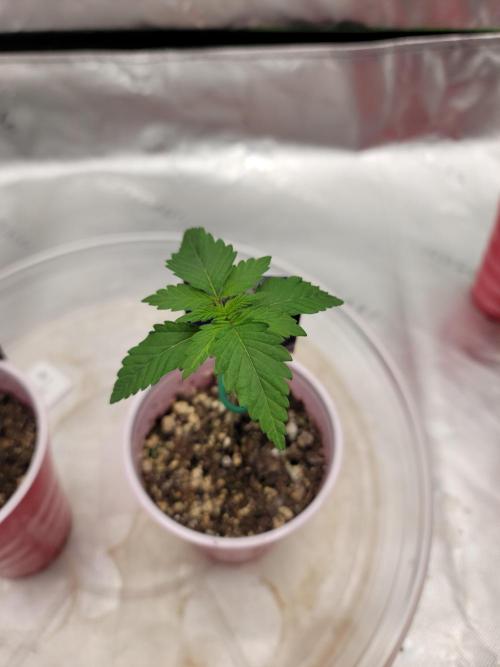 Stickky Brokkoli. Week 2 - Lookin nice