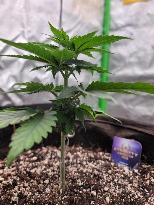 Stickky Brokkoli. Week 3