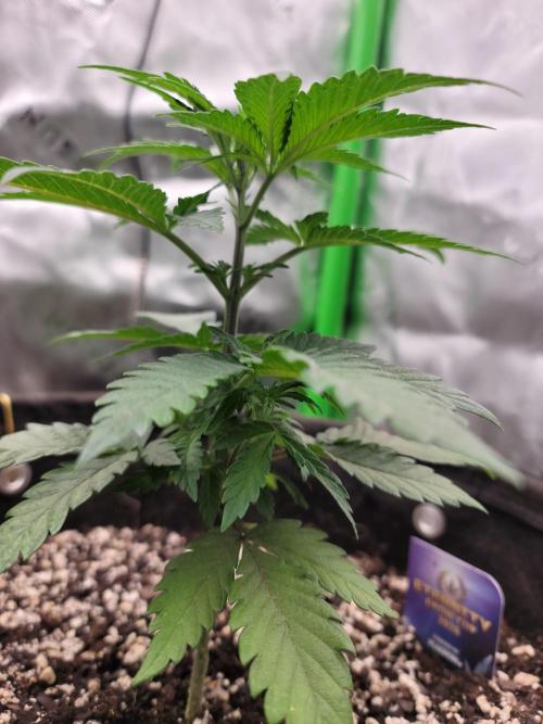 Stickky Brokkoli. Week 3