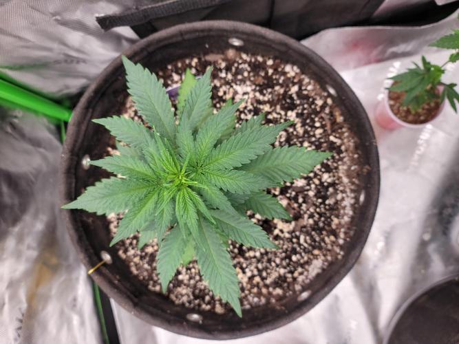 Stickky Brokkoli. Week 3