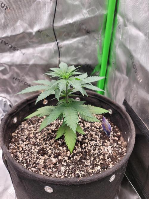 Stickky Brokkoli. Week 3