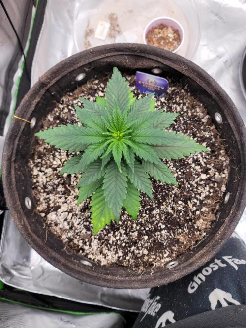 Stickky Brokkoli. Week 3