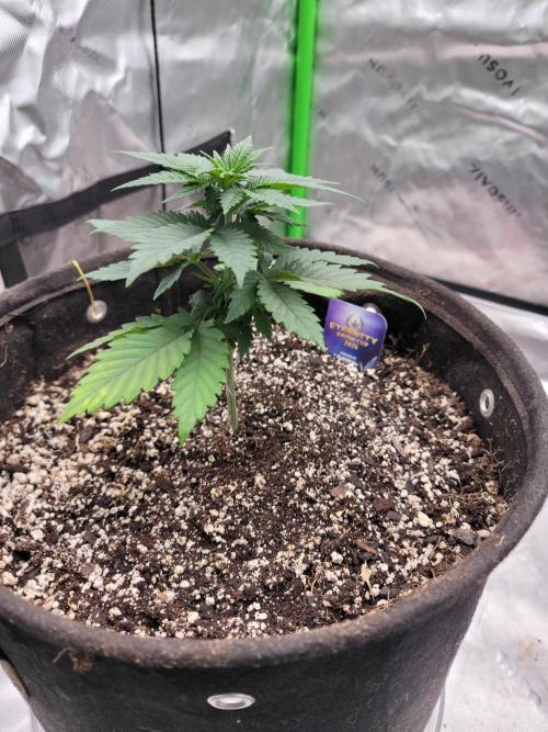 Stickky Brokkoli. Week 3