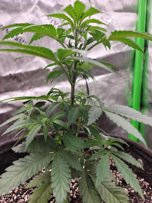 Stickky Brokkoli. Week 4