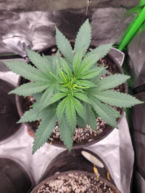 Stickky Brokkoli. Week 4