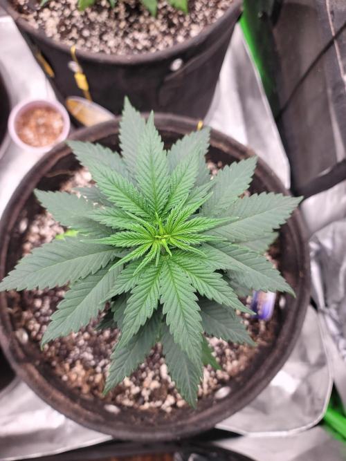 Stickky Brokkoli. Week 4