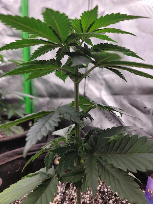 Stickky Brokkoli. Week 4