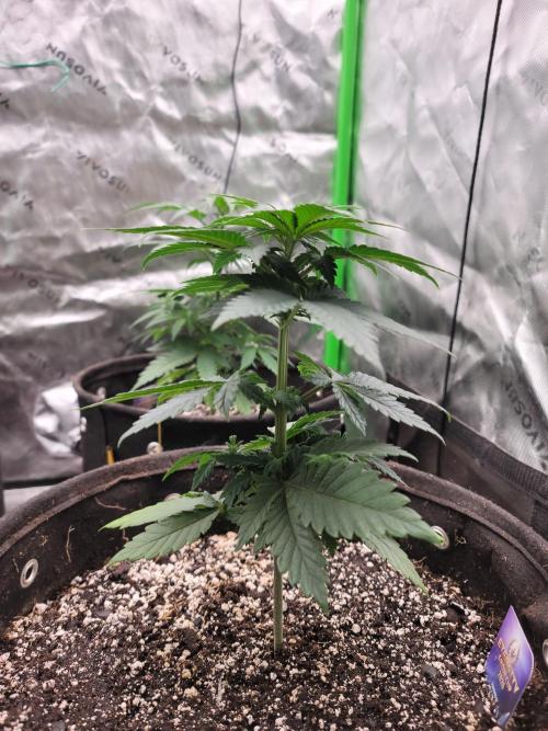 Stickky Brokkoli. Week 4