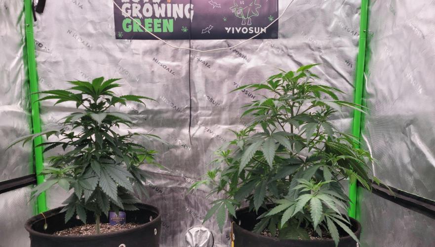 Stickky Brokkoli. Week 5