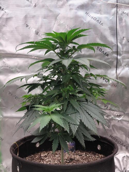 Stickky Brokkoli. Week 5