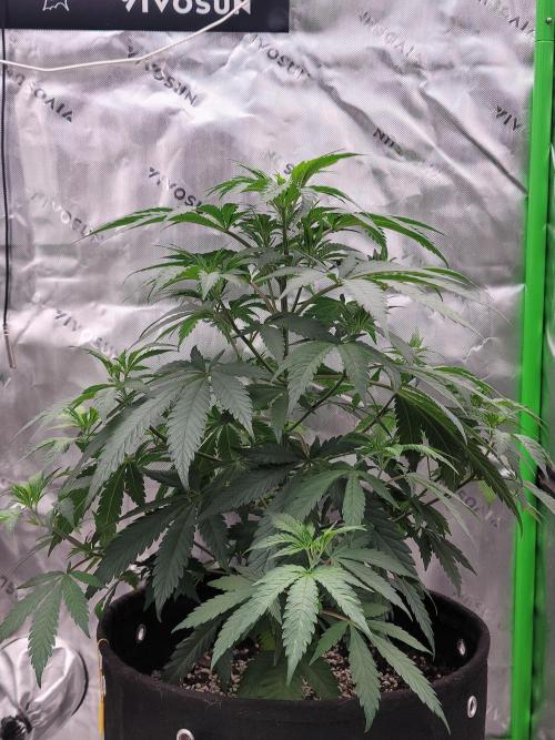 Stickky Brokkoli. Week 5