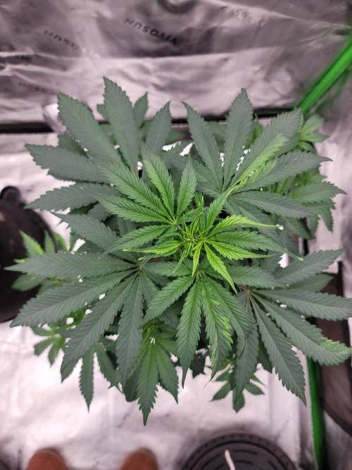 Stickky Brokkoli. Week 5