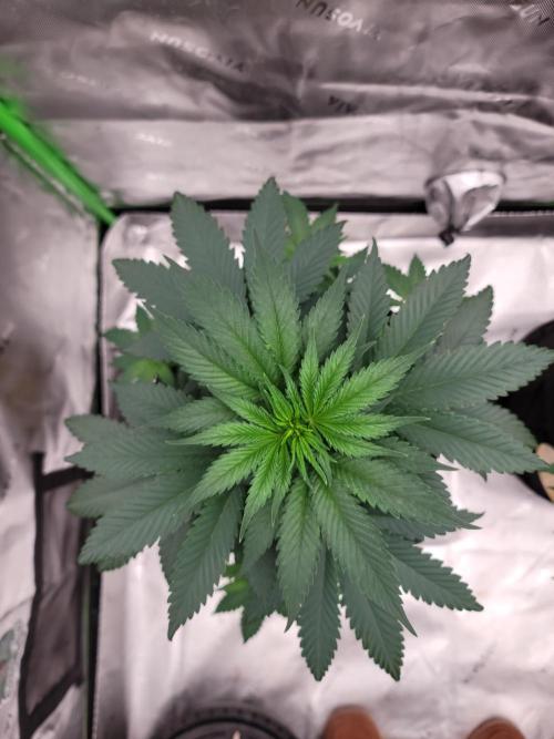 Stickky Brokkoli. Week 5