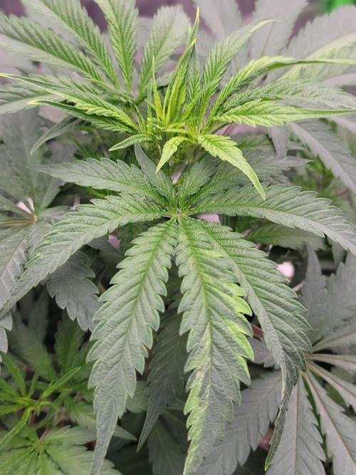 Stickky Brokkoli. Week 5