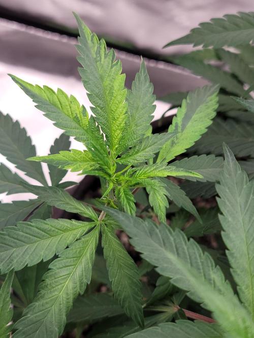 Stickky Brokkoli. Week 5