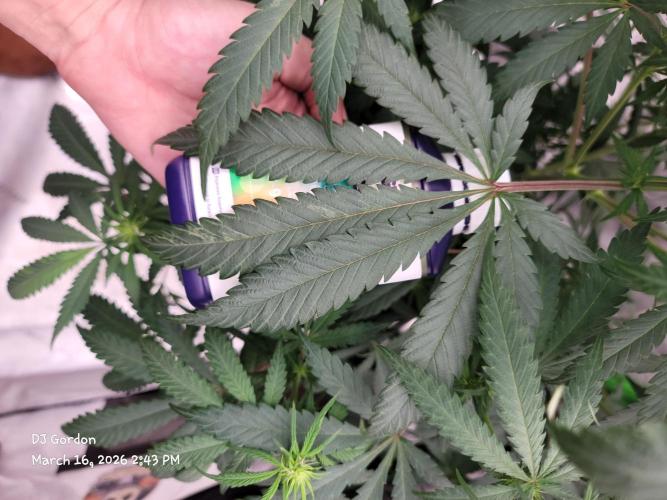 Stickky Brokkoli. Week 6 - Plagron for size