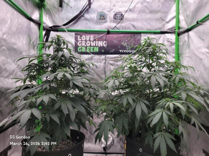 Stickky Brokkoli. Week 6 - They both look good