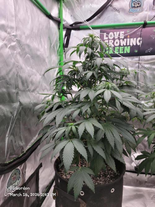 Stickky Brokkoli. Week 6