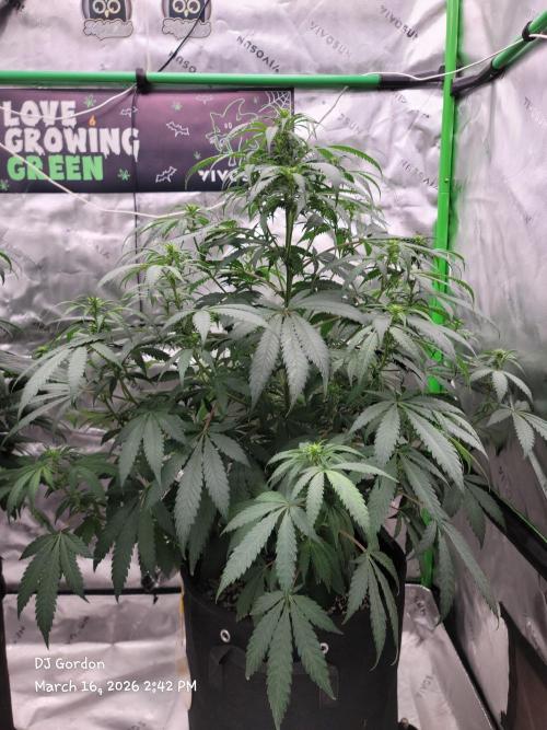 Stickky Brokkoli. Week 6