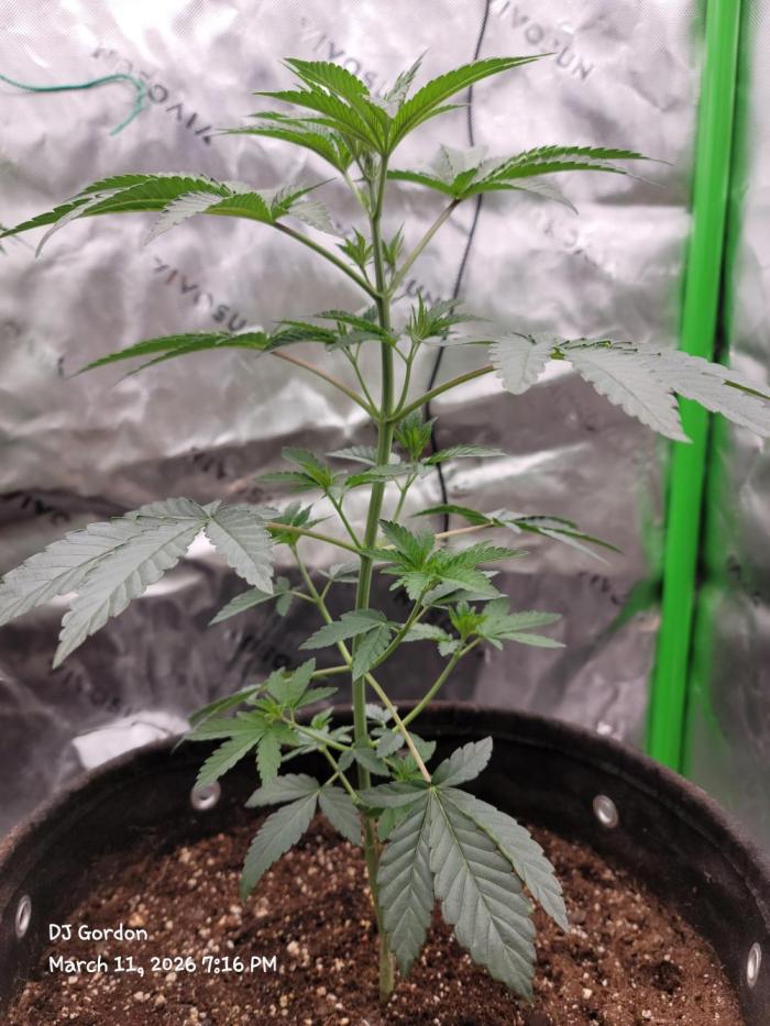 Bonzai Time!. Week 3 - Sorry for the delay
