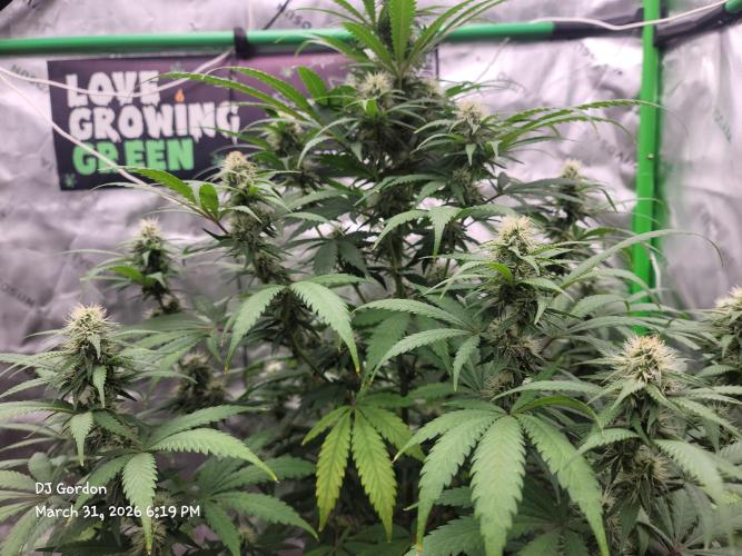 Stickky Brokkoli. Week 7