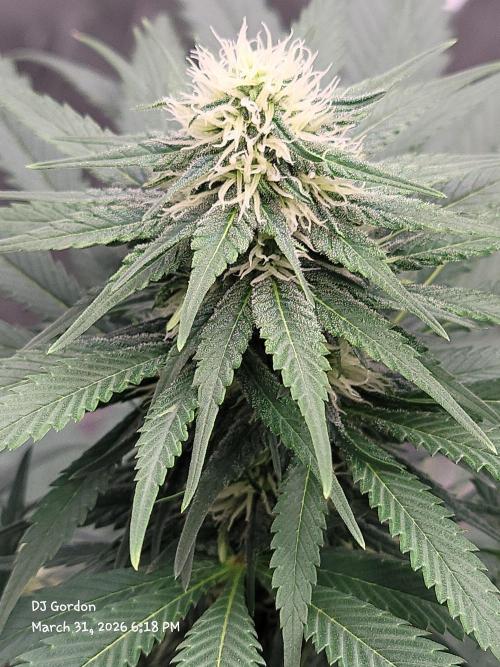 Stickky Brokkoli. Week 7