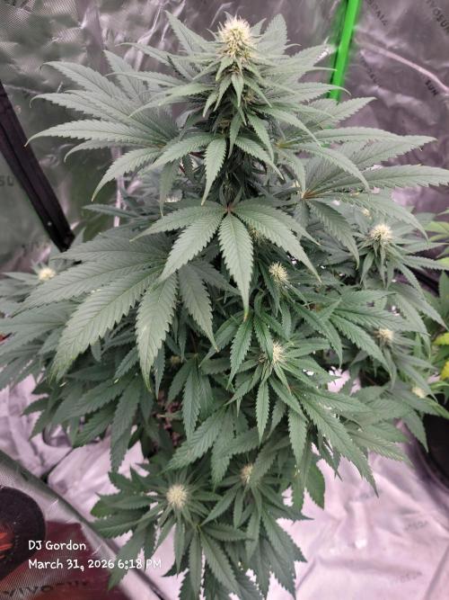 Stickky Brokkoli. Week 7