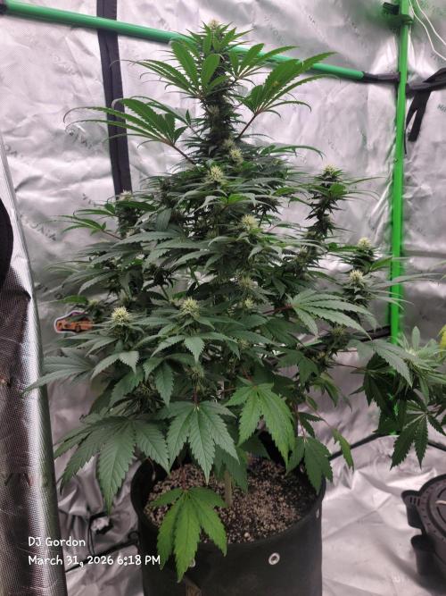 Stickky Brokkoli. Week 7