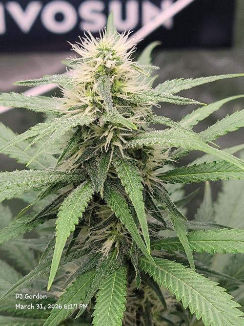 Stickky Brokkoli. Week 7