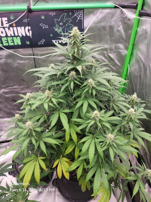 Stickky Brokkoli. Week 7