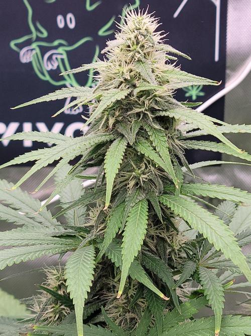 Stickky Brokkoli. Week 8