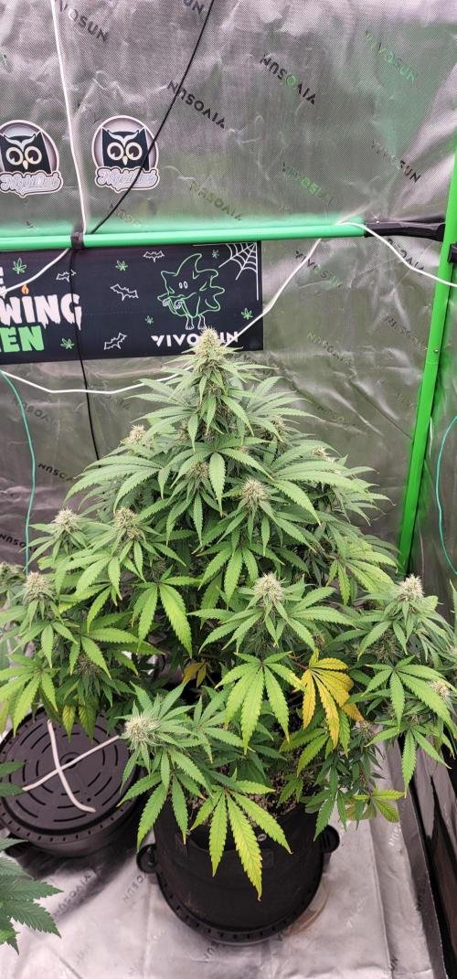 Stickky Brokkoli. Week 8
