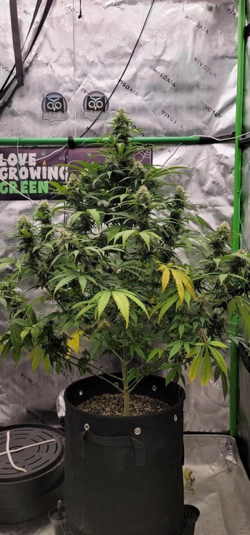Stickky Brokkoli. Week 8