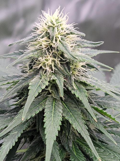 Stickky Brokkoli. Week 8