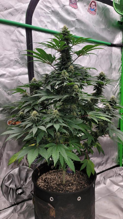 Stickky Brokkoli. Week 8