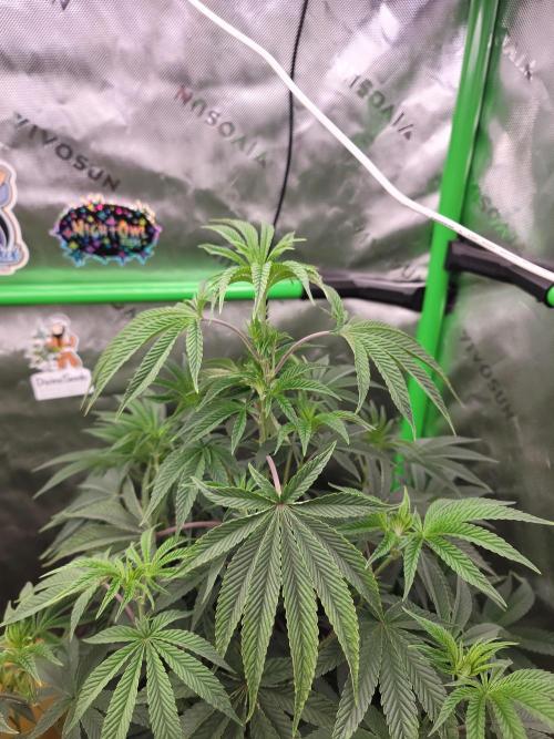 Bonzai Time!. Week 7