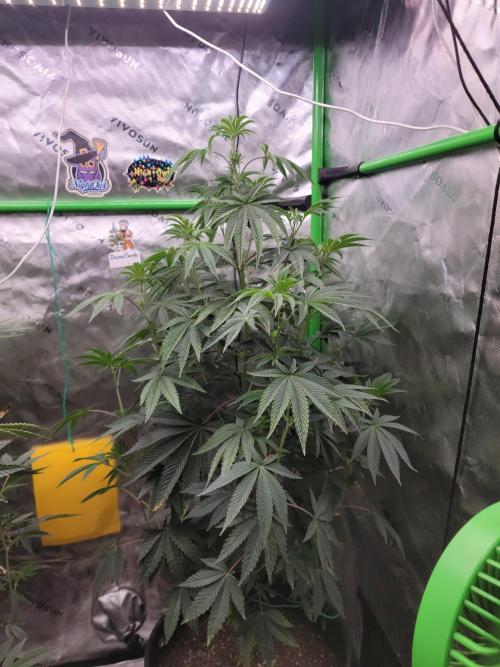 Bonzai. Week 7