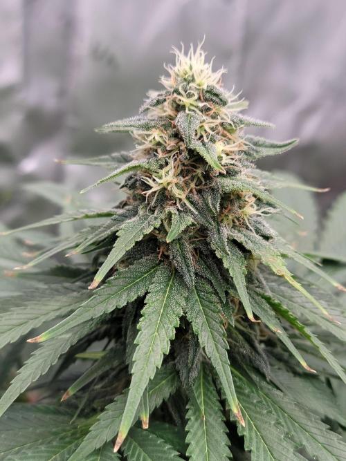 Stickky Brokkoli. Week 9