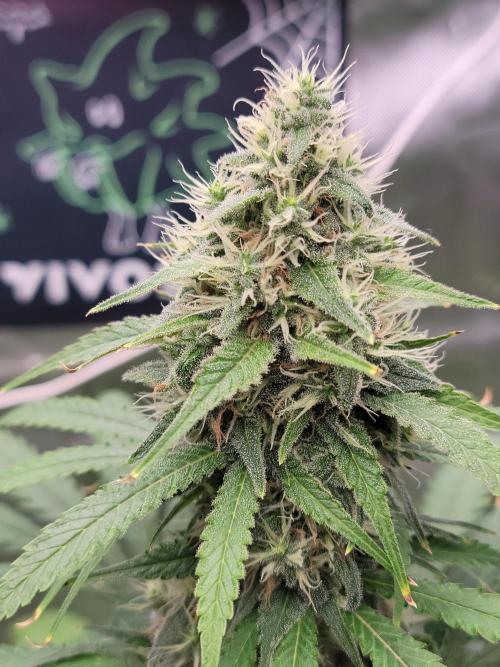 Stickky Brokkoli. Week 9