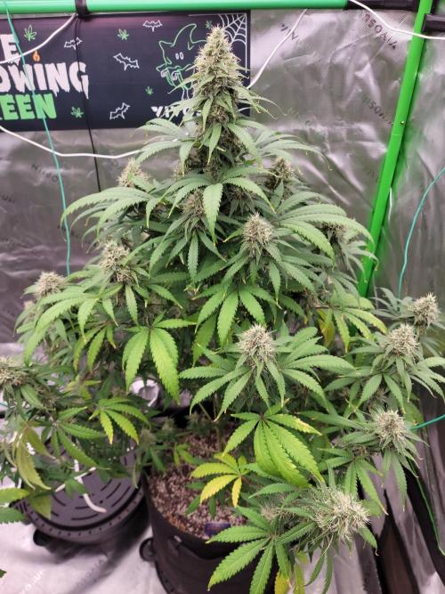 Stickky Brokkoli. Week 9