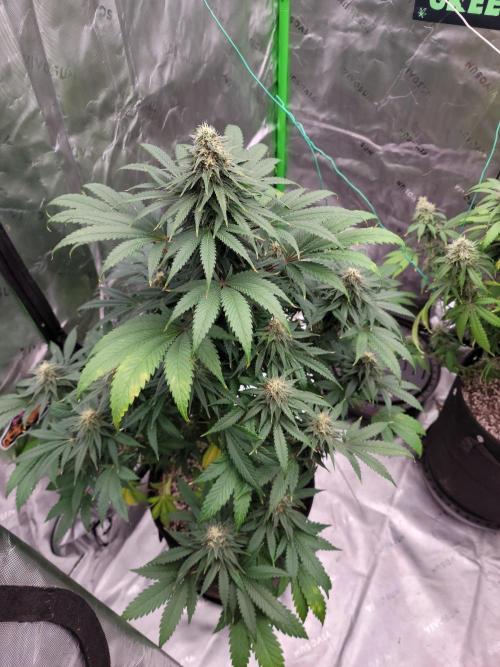 Stickky Brokkoli. Week 9